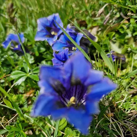 דירה Viola - Verena's Loft וונגן
