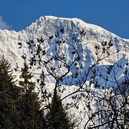 Viola - Verena's Loft