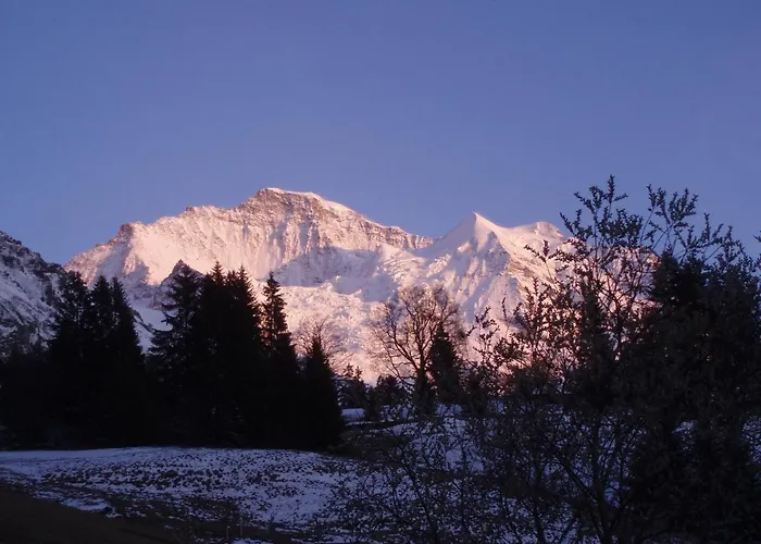 Viola - Verena's Loft