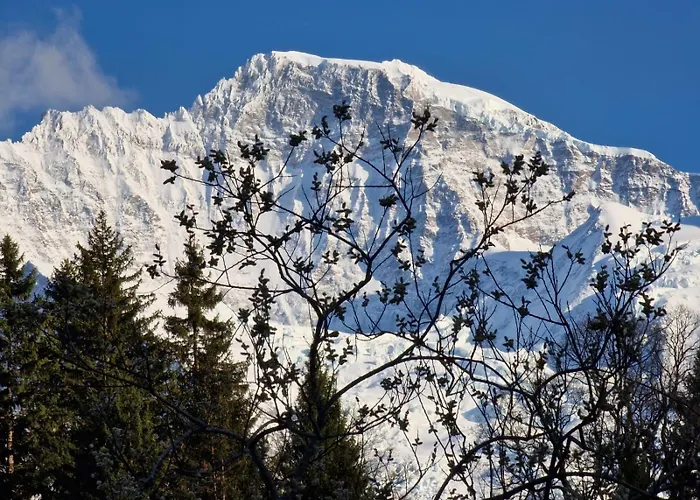 Viola - Verena's Loft