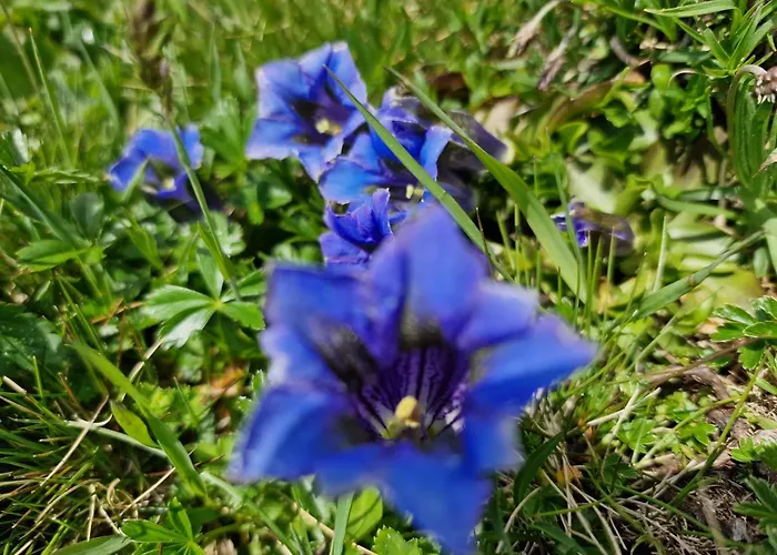 Appartement Viola - Verena's Loft Wengen